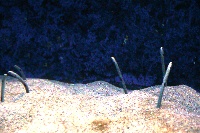 Fotos
